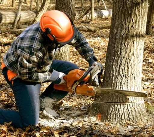 Tree Removal in Clarksburg, OH
